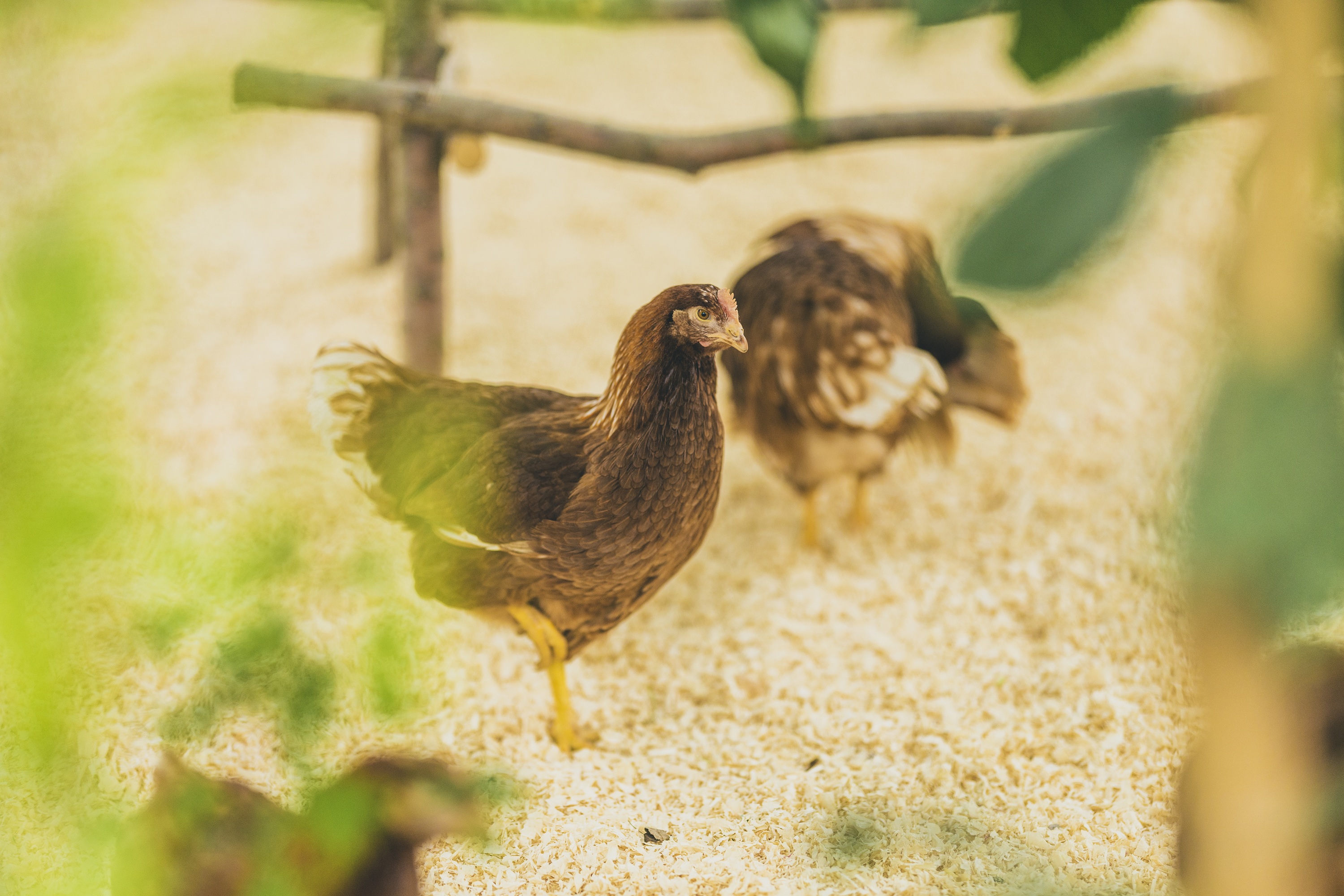 盤渓農場 平飼い養鶏